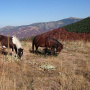 Stara planina (2)